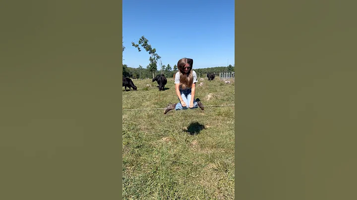 She grabbed the electric fence! #electricfence #rotationalgrazing #shorts #grazing #funny #farmfun