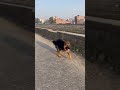 Dog speed with royal enfield 