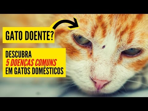 Vídeo: 5 Doenças Comuns Em Gatos Afetadas Pela Nutrição