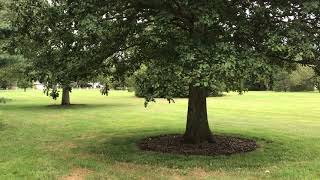 Tornado Warning Siren Ambience - Montgomery County, Ohio - 8/1/20