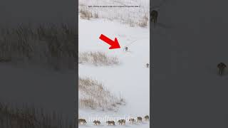 Famous The Hidden Leadership Lesson from the Wolf Pack #science #trending Wealth
