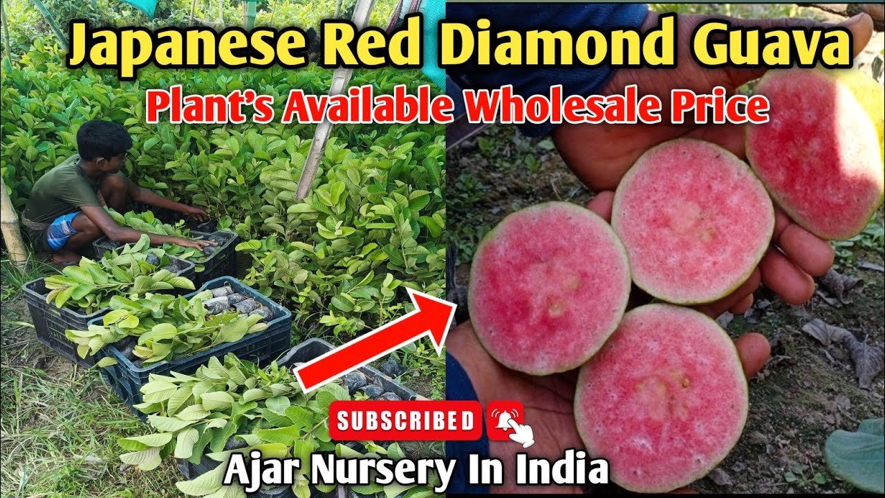 Original Red Diamond Guava Plant Available Low Price Wholesaler Supplier Ajar Nursery jarvi Red