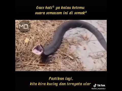 Hati hati kalau ketemu suara semacam ini di semak semak