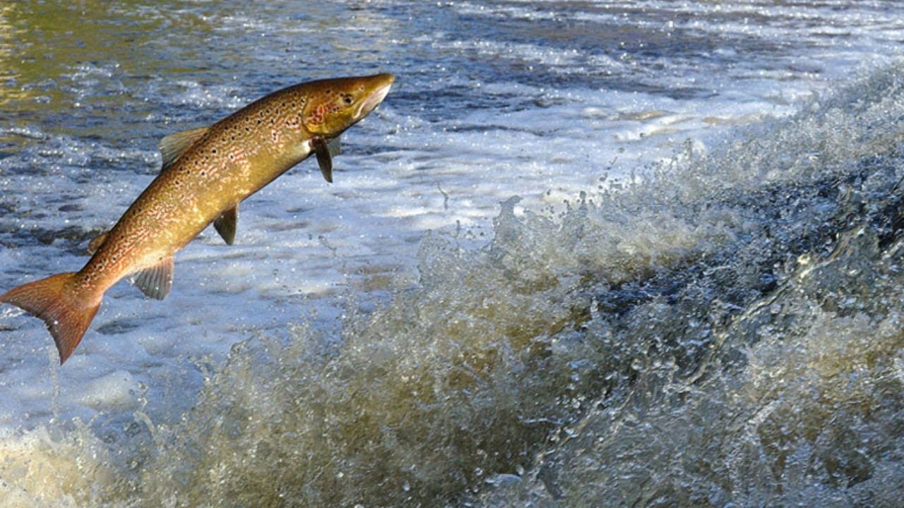 Le saumon en Bretagne 1e partie