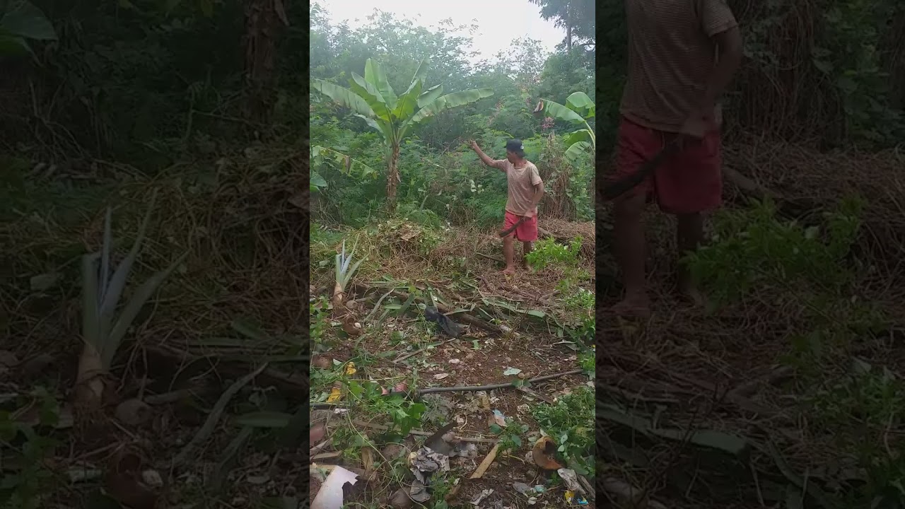 clearring of our backyard