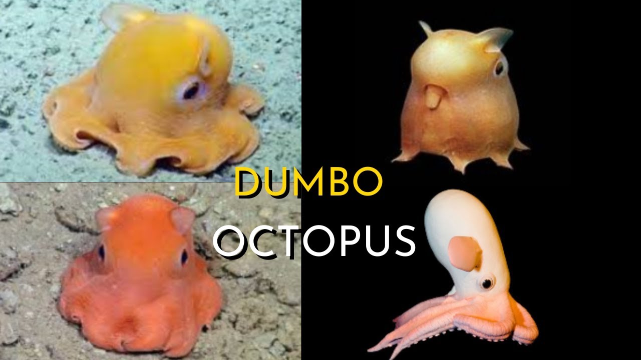 dumbo squid