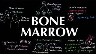 Bone Marrow| Topic 06 | Innate Immunity Course | Immunology Course | Biology Goal