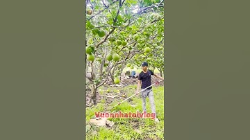 bất ngờ dụng cụ cắt cành trên cao xịn xò #shorts #videoviral