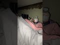 #kitten #fyp