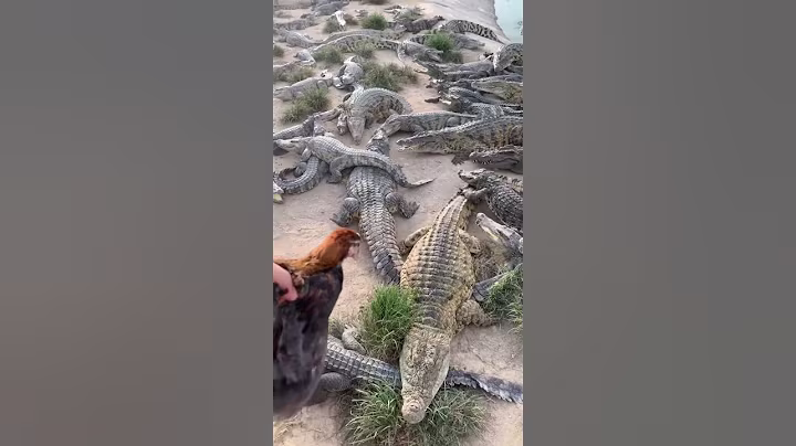 Live Chicken feeding to Crocodiles 👀