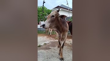 Anak Sapi Lucu, Sapi Joget, Sapi Moo, Sapi Brahmam #sapi #lembu #cow #shorts