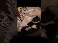 Ne pas déranger Sieste chat 🐱 😴 #cat #cute #videodrole #sissi #viedechat