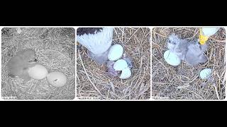 Stella and Irvin's second chick USS10 is here 31.03.2026 PixCams USS Bald Eagle Nest Cam