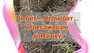 У меня ромашка не под запретом. Очистили водоём для поливки. Ничего не успеваю...