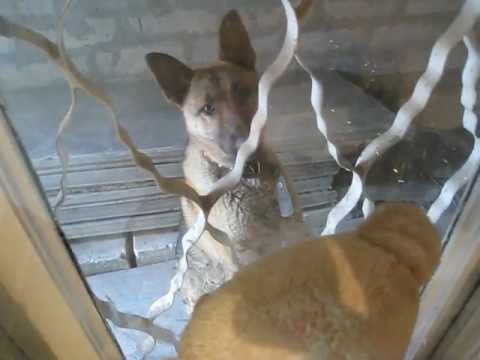 ����������� ��� ������