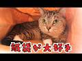 それぞれの紙袋に入って満足そうにしている猫ズ。