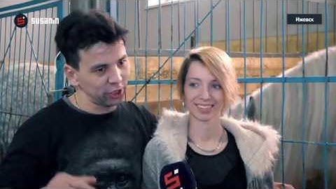 Репетиция номера «Па-де-де на лошадях» в цирке Ижевска