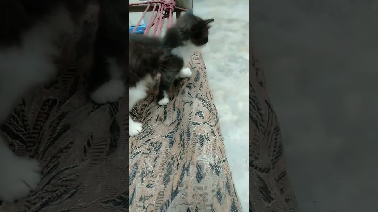 beautiful black and white kitten 🤩 