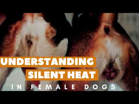 Video: Supratimas „Silent Heat“moterų šunims