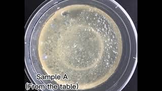 Observing Bacterial Growth DIY experiment #biology#microbiology |ChinSegurada