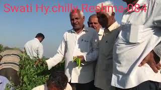 SWATI seeds Hy chilli Reshma-084 m9426701432