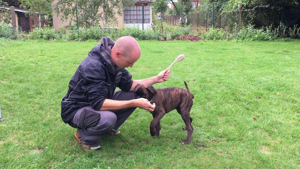 #30 APORT - pozitivní posilování a shaping