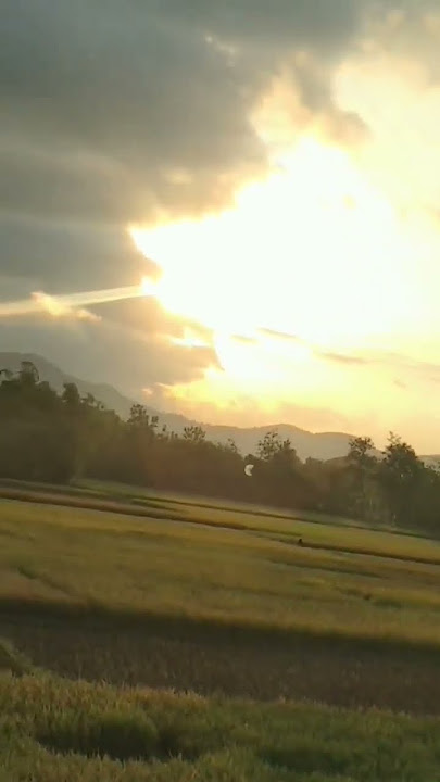 syahdu nya ngopi sore pinggir sawah #kopi #ngopi