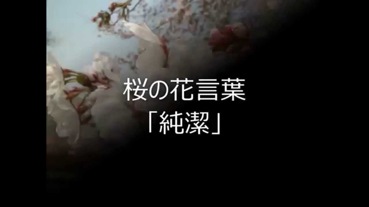 サクラ さくら 桜 の花言葉 花言葉事典