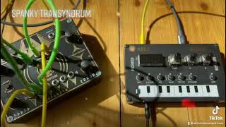 Spanky transyndrum
