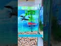 Multi-Function Aquarium Feeder | Hộp cho cá ăn nhiều loại thức ăn cùng lúc #aquarium #tools