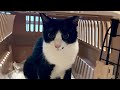 キーくん病院に行きました。帰宅後甘えモード全開キーくんが可愛かったです😆