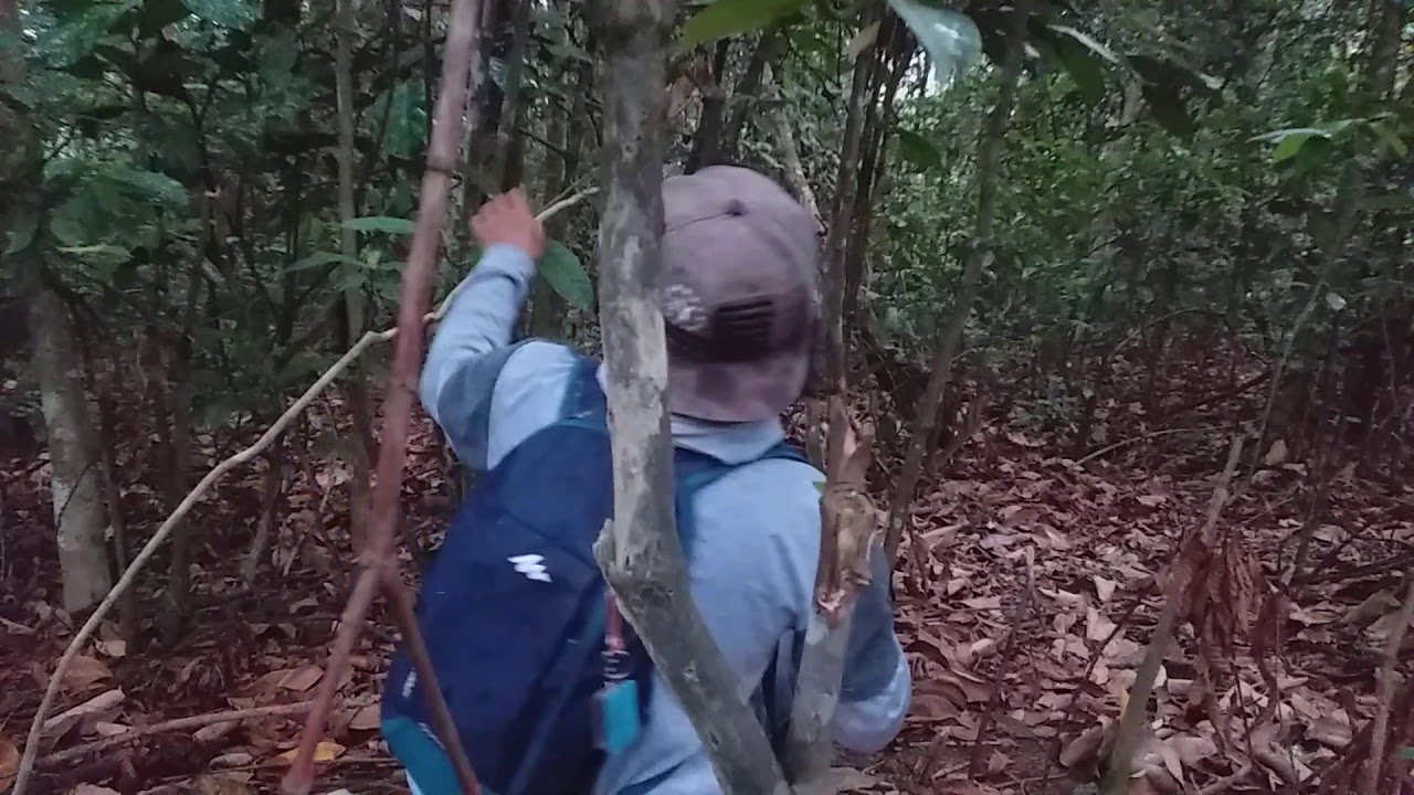 Jarat ayam hutan di musim hujan ternya....menghasilkan bossku