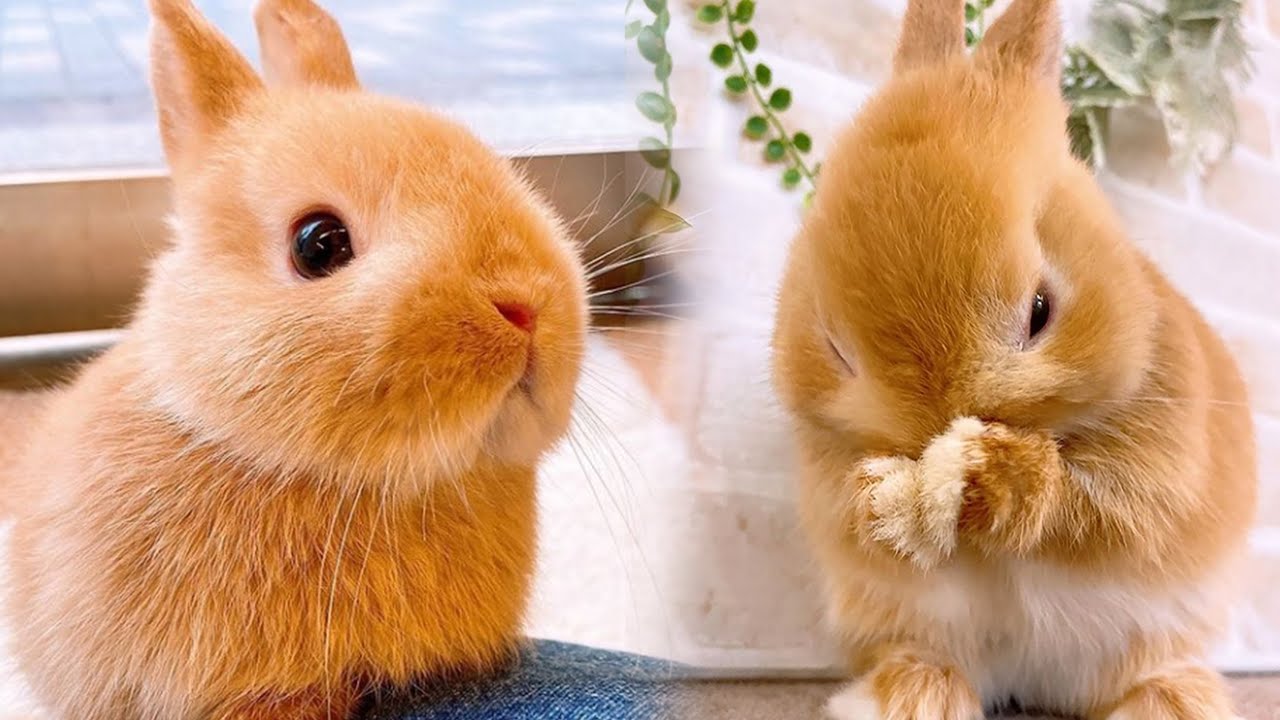 Bunny Video. Включи видео кролики