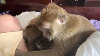 ASMR Pet Monkey Grooming By Penny Rose