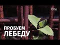 ЛЕБЕДА ДИКОРОССЫ | САЛАТ ИЗ ЛЕБЕДЫ | ПРОБУЕМ ЛЕБЕДУ | ВКУСНЫЕ СОРНЯКИ