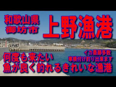 #172和歌山県上野漁港かご釣り国道424号国道42号セブンイレブン御坊名田店イカ墨跡多数車横付け釣りかごに撒き餌を入れてハリス1.51号太チヌ針にオキアミ付けて先端足場の良い波止人気のアオリイカ波止