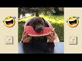 FUNNIEST DOGS AND CATS 🤣🐶😻 - Funny Animal Videos 🤣