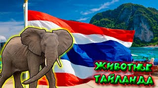 Животные Таиланда / Animals of Thailand