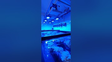 Radion G5 moving light rig