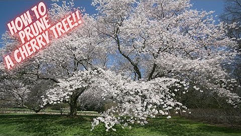 Mastering the Art of Cherry Tree Pruning: A Step-by-Step Guide