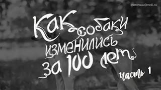 Как изменились собаки за 100 лет. Часть 1 Как изменились собаки за 100 лет. Часть 1