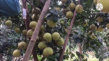 Bưởi xuân vân Vườn bưởi cát quế 138 triệu #freesky