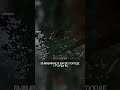 Дерево испарилось #shorts #minecraft #майнкрафт