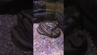 SPIDER BALL PHYTON #shorts #snake #phyton