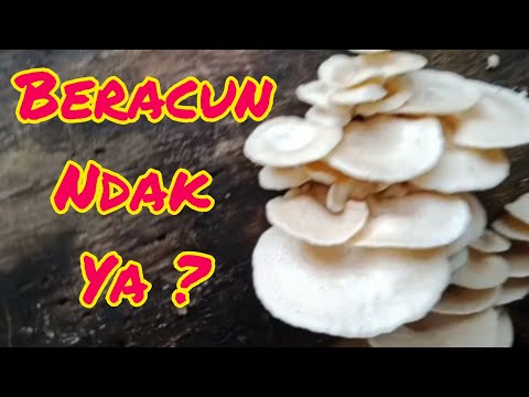 Video: Cara Menemukan Jamur Jamur