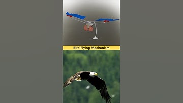 Watch carefully ⚠️ Flying Bird Mechanical Mechanism 3D CAD Design 🦅⚙️✅ #cad #solidworkstutorial #3d