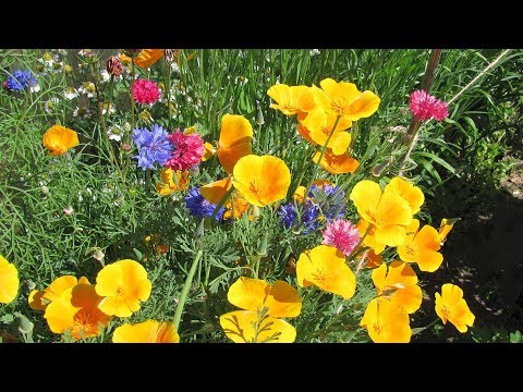 Video: Eschsholzia