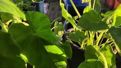 Trồng khoai môn sáp, bạc hà- Cách phân biệt khoai môn và bạc hà khác nhau về cách ăn, cách trồng.