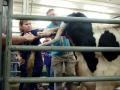 A calf is born at the Kansas State Fair.