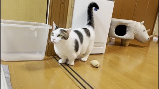 「持って来い」の記憶がなくなってしまった猫